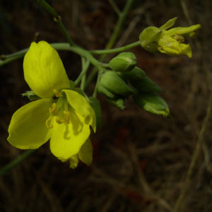 Schmalblaettriger Doppelsame gelbe Bluete Diplotaxis tenuifolia 01
