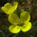 Zurück zum kompletten Bilderset Schmalblättriger Doppelsame gelbe Blüte - Diplotaxis tenuifolia