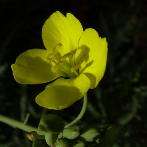 Schmalblaettriger Doppelsame gelbe Bluete Diplotaxis tenuifolia 03