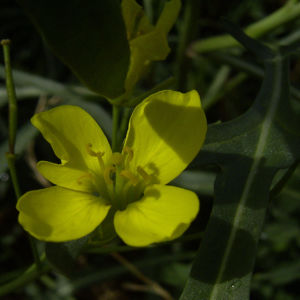 Schmalblaettriger Doppelsame gelbe Bluete Diplotaxis tenuifolia 04