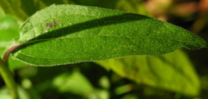 Schmalblaettriger Sonnenhut Blatt gruen Echinacea angustifolia 07
