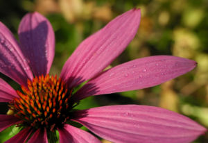 Schmalblaettriger Sonnenhut Bluete pink Echinacea angustifolia 03