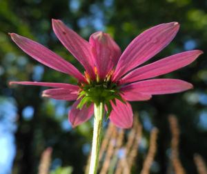 Schmalblaettriger Sonnenhut Bluete pink Echinacea angustifolia 04