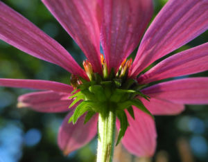 Schmalblaettriger Sonnenhut Bluete pink Echinacea angustifolia 06