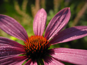 Schmalblaettriger Sonnenhut Bluete pink Echinacea angustifolia 09