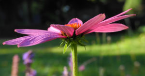 Schmalblaettriger Sonnenhut Bluete pink Echinacea angustifolia 10