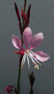 Schmalblaettriges Weidenroeschen Bluete pink Epilobium angustifolium 04