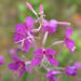 Zurück zum kompletten Bilderset Schmalblättriges Weidenröschen Kraut Blüte pink Epilobium angustifolium