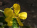 Zurück zum kompletten Bilderset Schmetterlingskassie Blüte gelb Cassia bicapsularis