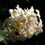 Schmetterlingsstrauch Bluete weiss Buddlea davidii 01
