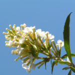 Schmetterlingsstrauch Bluete weiss Buddlea davidii 02