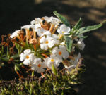 Schmetterlingsstrauch Bluete weiss Buddlea davidii 03