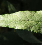 Schmetterlingsstrauch Bluete weiss Buddlea davidii 04