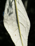 Schmetterlingsstrauch Bluete weiss Buddlea davidii 08