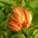 Zurück zum kompletten Bilderset Schmuck Dahlie Blüte orange Dahlia