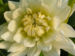 Zurück zum kompletten Bilderset Schmuck Dahlie Blüte weiß Dahlia
