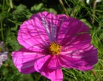 Bild:  Schmuckkörbchen Blatt grün Blüte weiß pink Cosmea bipinnata