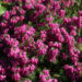 Zurück zum kompletten Bilderset Schneeheide Blüte lila Erica herbacea