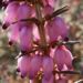 Zurück zum kompletten Bilderset Schnee-Heide Blüte rosa Erica carnea