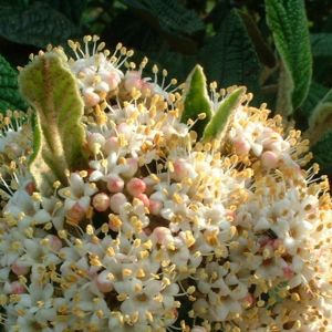 Schneeball lederblaettrig Viburnum rhytidophyllum 01