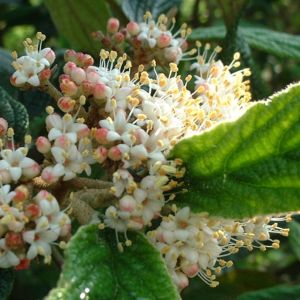 Schneeball lederblaettrig Viburnum rhytidophyllum 02