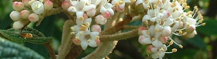 Anklicken um das ganze Bild zu sehen  Runzelblättriger Schneeball Blüte weiss Viburnum rhytidophyllum