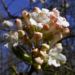Zurück zum kompletten Bilderset Wohlriechender Schneeball Blüte weiß Viburnum carlesii