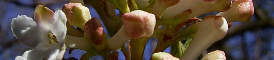 Anklicken um das ganze Bild zu sehen  Wohlriechender Schneeball Blüte weiß Viburnum carlesii