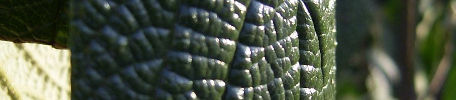 Anklicken um das ganze Bild zu sehen  Runzelblättriger Schneeball Viburnum rhytidophyllum