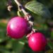 Zurück zum kompletten Bilderset Rosa Schneebeere Symphoricarpos x doorenbosii