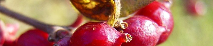 Anklicken um das ganze Bild zu sehen  Korallenbeere Symphoricarpos orbiculatus