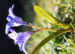 Zurück zum kompletten Bilderset Schneeglanz Schneestolz Sternhyazinthe Blüte blau Chionodoxa luciliae