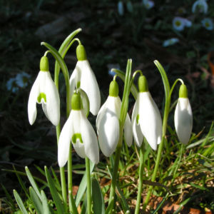 Schneegloeckchen Bluete weiss Galanthus nivalis 02