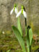 Zurück zum kompletten Bilderset Kleines Schneeglöckchen Blüte weiß Galanthus nivalis