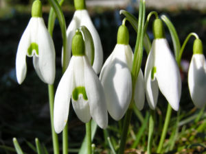 Schneegloeckchen Bluete weiss Galanthus nivalis 04