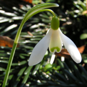 Schneegloeckchen Bluete weiss Galanthus nivalis 05