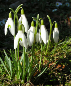 Schneegloeckchen Bluete weiss Galanthus nivalis 06