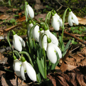 Schneegloeckchen Bluete weiss Galanthus nivalis 07
