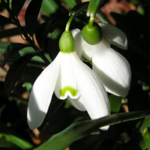 Schneegloeckchen Bluete weiss Galanthus nivalis 08