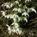 Zurück zum kompletten Bilderset Ikaria-Schneeglöckchen Blüte weiß Galanthus ikariea