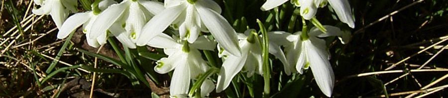 Anklicken um das ganze Bild zu sehen  Ikaria-Schneeglöckchen Blüte weiß Galanthus ikariea