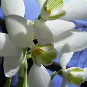 Schneegloeckchen Blueten Galanthus nivalis 01