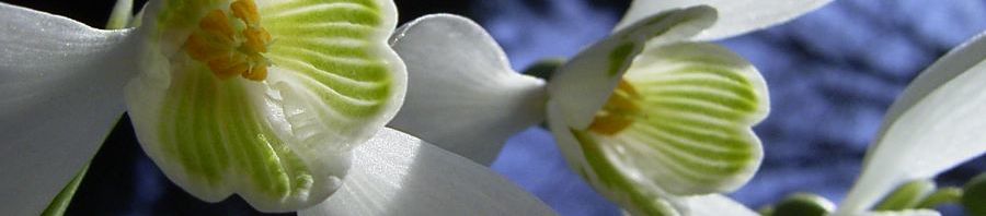 Anklicken um das ganze Bild zu sehen  Gewöhnliches Schneeglöckchen Blüte weiß Galanthus nivalis