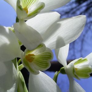Schneegloeckchen Blueten Galanthus nivalis 04
