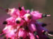 Zurück zum kompletten Bilderset Schneeheide Winterheide Heidekraut Blüte rosa Erica carnea