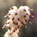 Zurück zum kompletten Bilderset Schneeheide Winterheide Blüte weiß Erica carnea