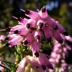 Schneeheide Erica carnea 01