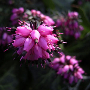 Schneeheide Erica carnea 08