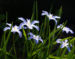 Zurück zum kompletten Bilderset Schneestolz Blüte hellblau Chionodoxa gigantea