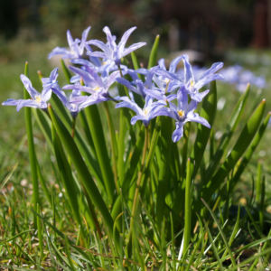 Schneestolz Bluete hellblau Chionodoxa gigantea 02
